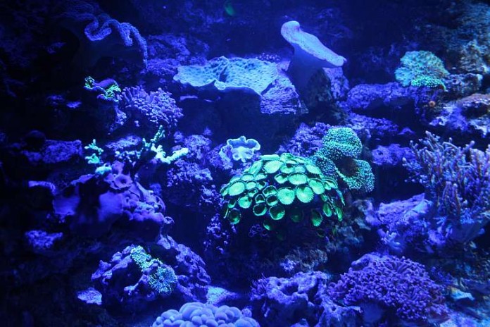 Krustenanemonen